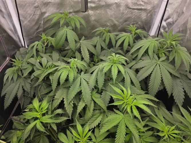 The Big Bang 💥 Divine Seeds 🇨🇦. Week 6