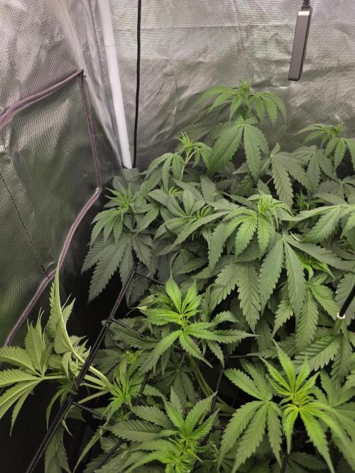 Buds instead of Bullets! AK-47 XL Divine. Week 6