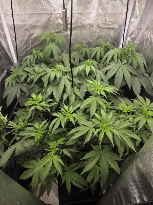 Buds instead of Bullets! AK-47 XL Divine. Week 6