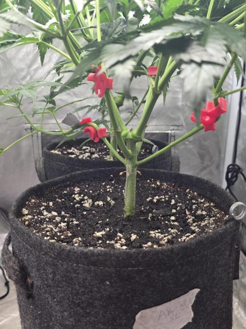 Buds instead of Bullets! AK-47 XL Divine. Week 6