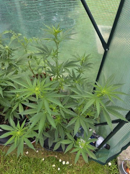 White Widow Auto š·ļø Divine Seeds. Week 5
