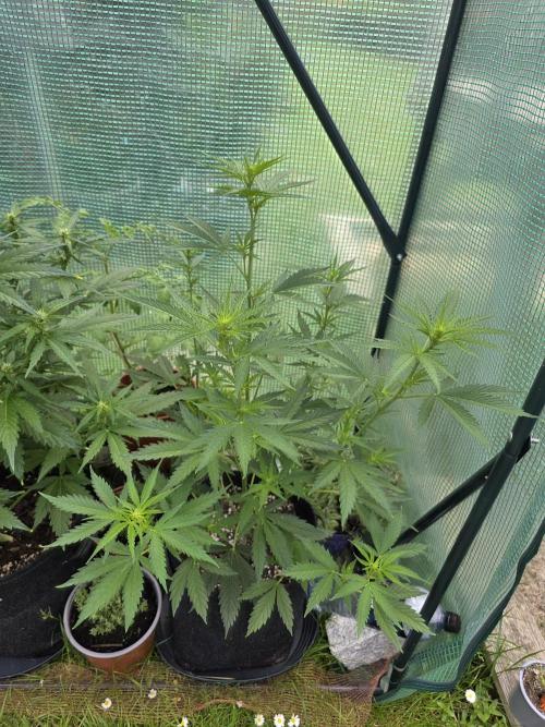 White Widow Auto š·ļø Divine Seeds. Week 5