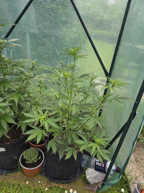 White Widow Auto š·ļø Divine Seeds. Week 5