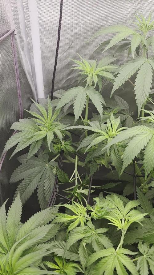 Pure Tent Lite 60x60x160. Week 6