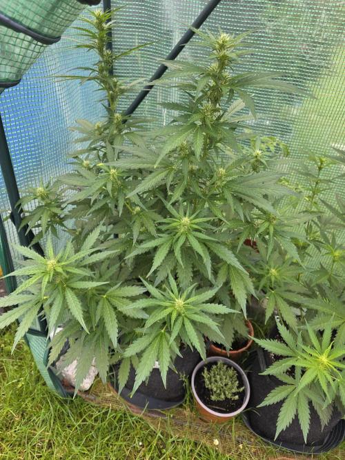 Gorilla Z Auto 🦍 🌈 Outdoor. Week 7