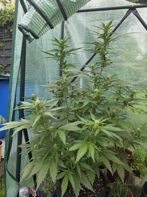 Gorilla Z Auto 🦍 🌈 Outdoor. Week 7