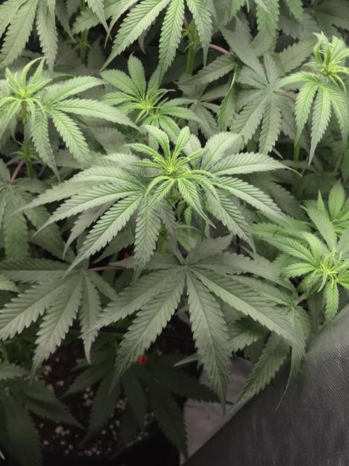 Buds instead of Bullets! AK-47 XL Divine. Week 7