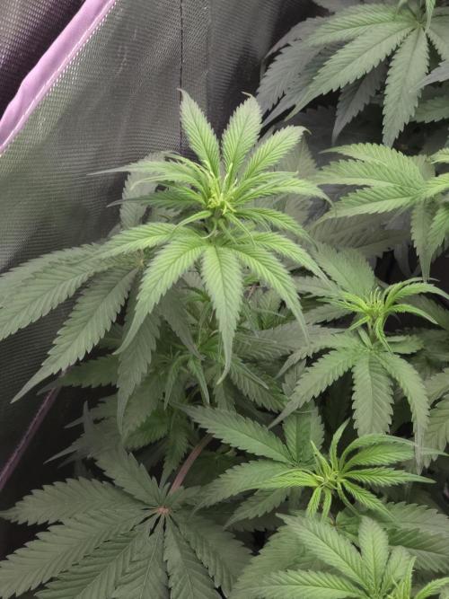 Buds instead of Bullets! AK-47 XL Divine. Week 7