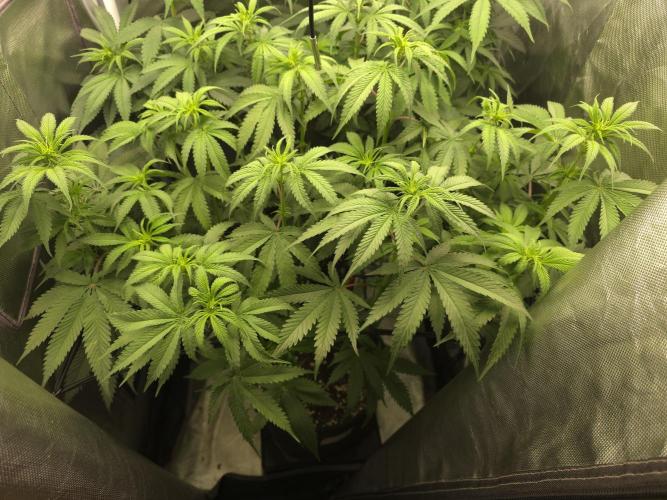Buds instead of Bullets! AK-47 XL Divine. Week 7
