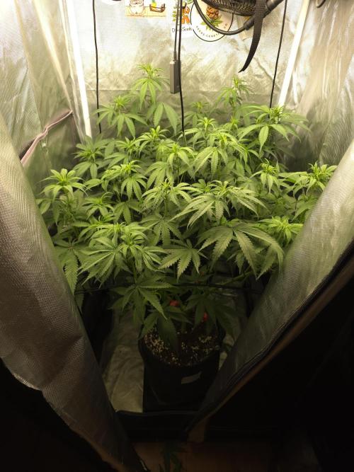 Buds instead of Bullets! AK-47 XL Divine. Week 7
