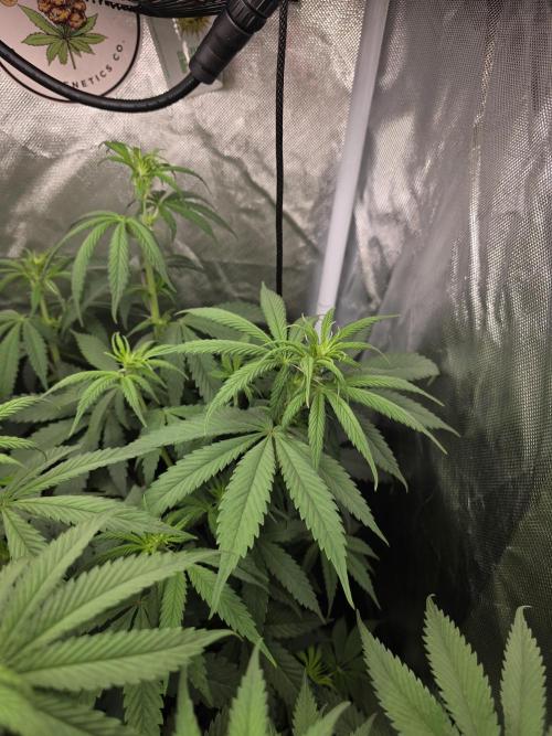 The Big Bang 💥 Divine Seeds 🇨🇦. Week 7
