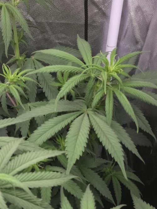 The Big Bang 💥 Divine Seeds 🇨🇦. Week 7