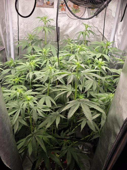The Big Bang 💥 Divine Seeds 🇨🇦. Week 7