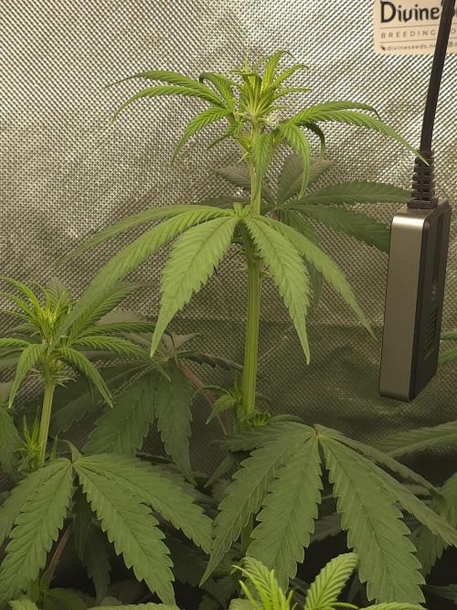 The Big Bang 💥 Divine Seeds 🇨🇦. Week 7