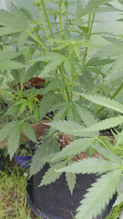 White Widow Auto 🕷️ Divine Seeds