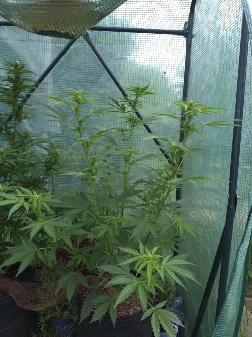 White Widow Auto š·ļø Divine Seeds. Week 6