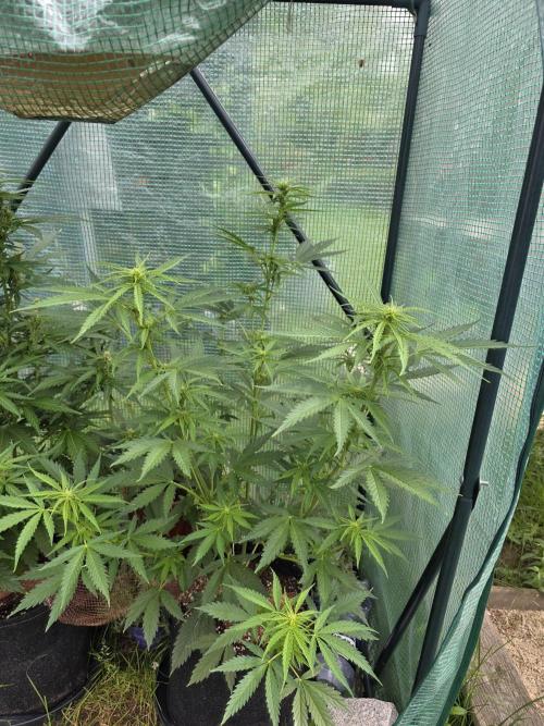 White Widow Auto š·ļø Divine Seeds. Week 6