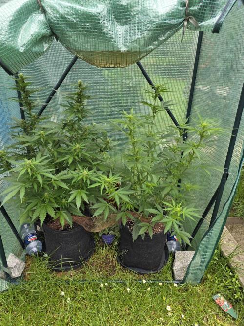 White Widow Auto š·ļø Divine Seeds. Week 6
