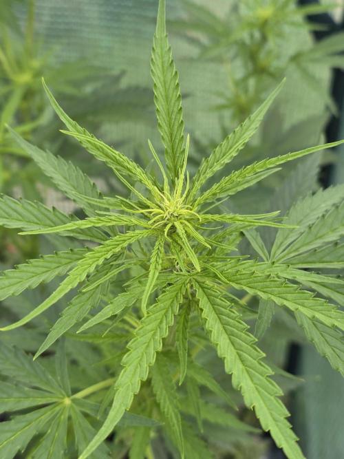 White Widow Auto š·ļø Divine Seeds. Week 6