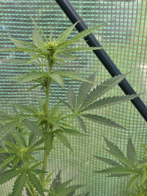 White Widow Auto š·ļø Divine Seeds. Week 6