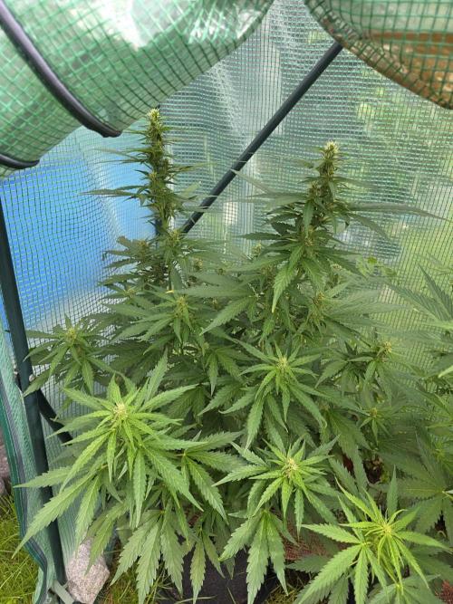 Gorilla Z Auto 🦍 🌈 Outdoor. Week 8