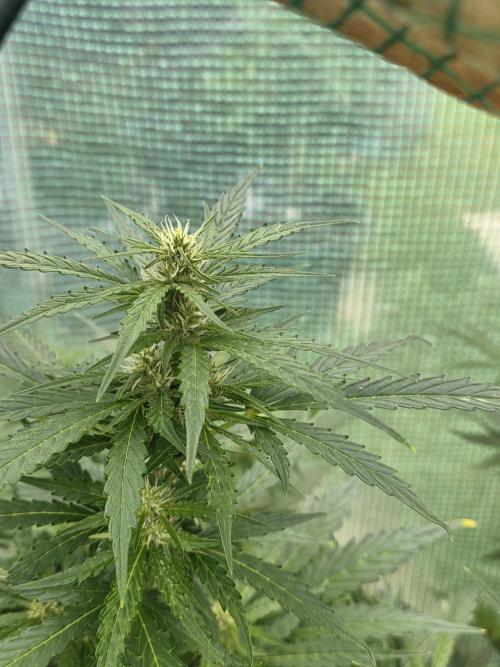 Gorilla Z Auto 🦍 🌈 Outdoor. Week 8
