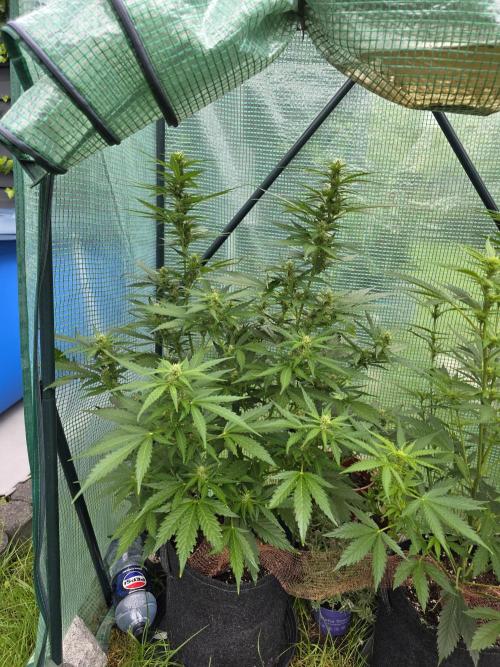 Gorilla Z Auto 🦍 🌈 Outdoor. Week 8