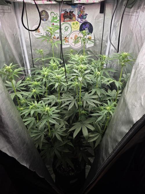 Buds instead of Bullets! AK-47 XL Divine. Week 8