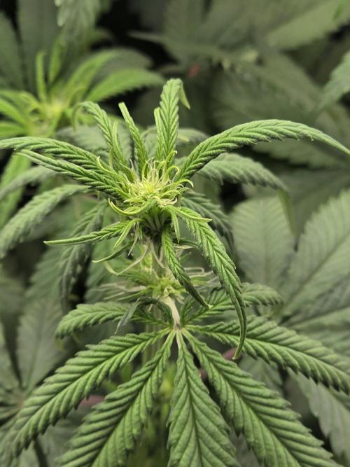 Buds instead of Bullets! AK-47 XL Divine. Week 8