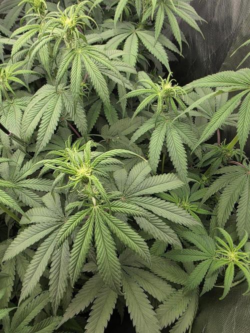 Buds instead of Bullets! AK-47 XL Divine. Week 8