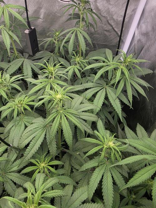 Buds instead of Bullets! AK-47 XL Divine. Week 8