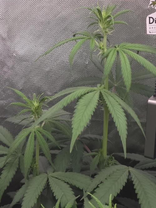 The Big Bang 💥 Divine Seeds 🇨🇦. Week 8