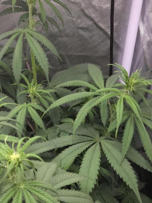 The Big Bang 💥 Divine Seeds 🇨🇦. Week 8