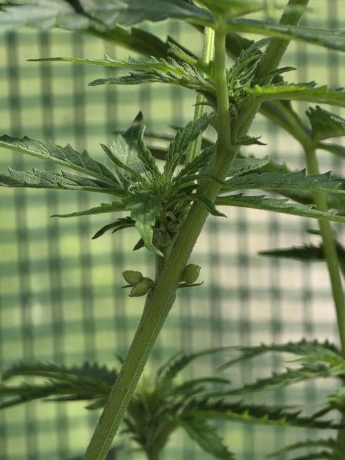 White Widow Auto 🕷️  Divine Seeds. Week 7