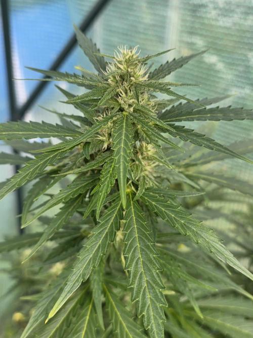 Gorilla Z Auto 🦍 🌈 Outdoor. Week 9