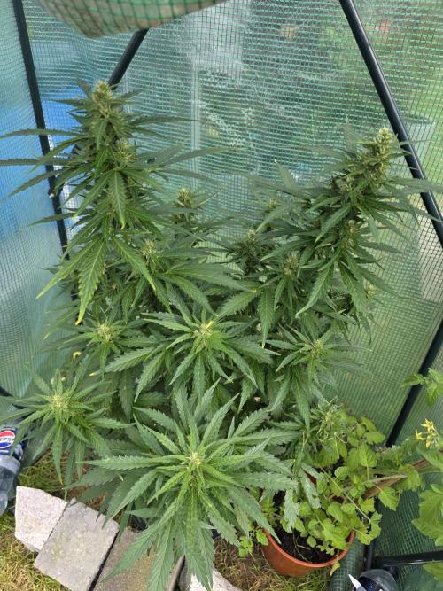 Gorilla Z Auto 🦍 🌈 Outdoor. Week 9