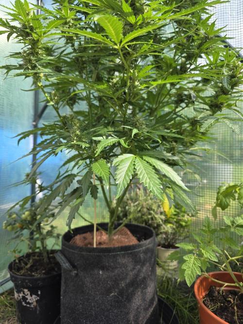 Gorilla Z Auto. Week 9