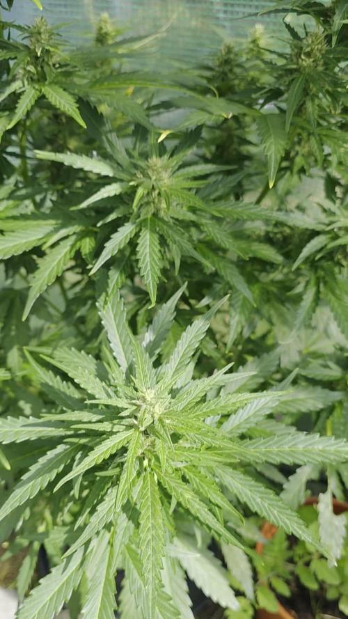Gorilla Z Auto. Week 9