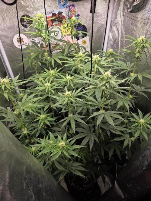 Buds instead of Bullets! AK-47 XL Divine. Week 9