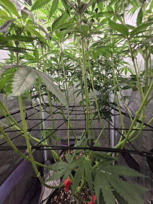 Buds instead of Bullets! AK-47 XL Divine. Week 9
