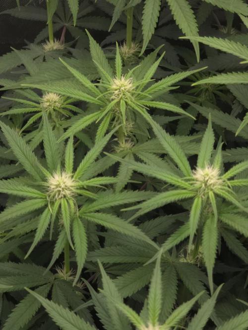 Buds instead of Bullets! AK-47 XL Divine. Week 9