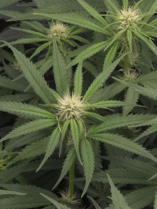 Buds instead of Bullets! AK-47 XL Divine. Week 9