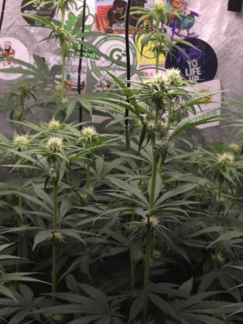 Buds instead of Bullets! AK-47 XL Divine. Week 9