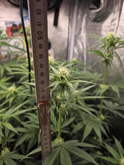 Buds instead of Bullets! AK-47 XL Divine. Week 9