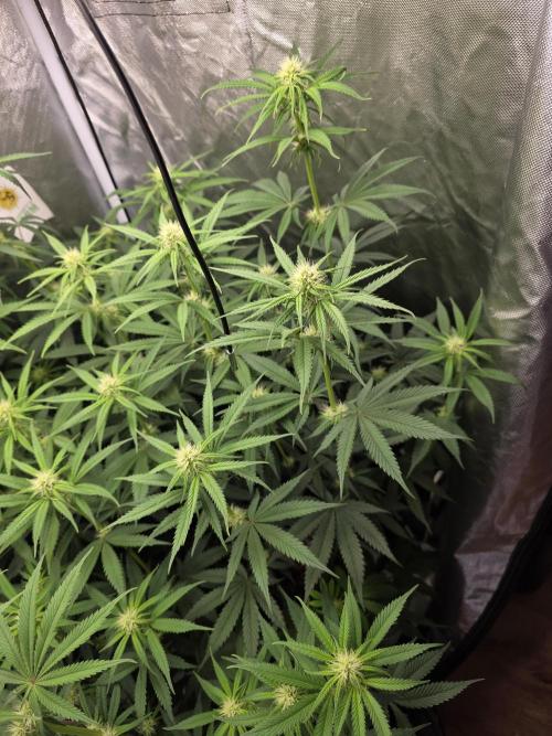 The Big Bang 💥 Divine Seeds 🇨🇦. Week 9
