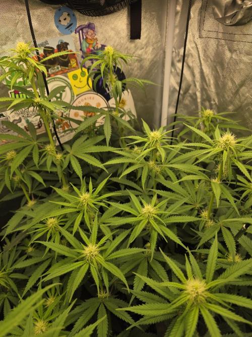 The Big Bang 💥 Divine Seeds 🇨🇦. Week 9
