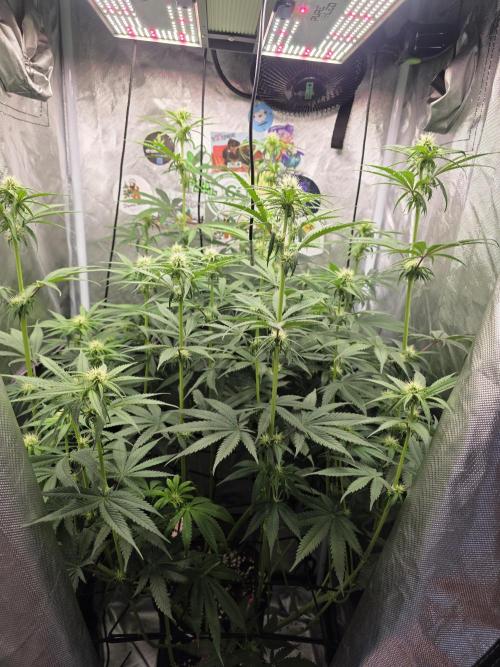The Big Bang 💥 Divine Seeds 🇨🇦. Week 9