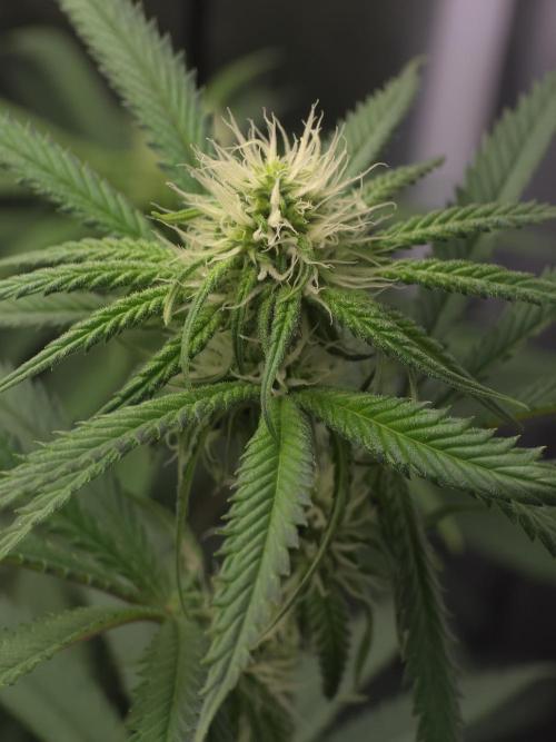 The Big Bang 💥 Divine Seeds 🇨🇦. Week 9