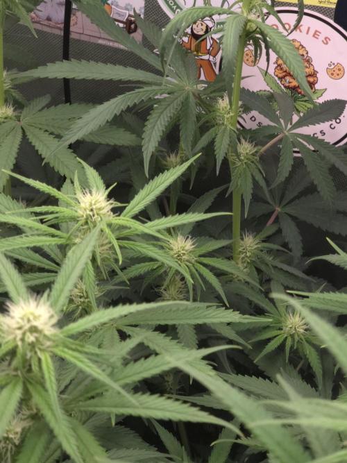 The Big Bang 💥 Divine Seeds 🇨🇦. Week 9