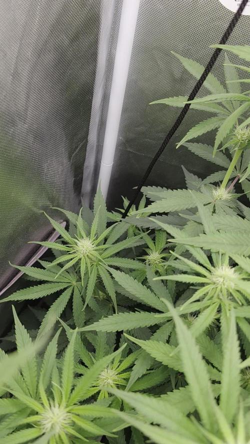Pure Tent Lite 60x60x160. Week 9